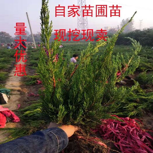 沭阳县 龙柏苗 龙柏小苗 龙柏树苗 小龙柏 绿化小苗乔灌木
