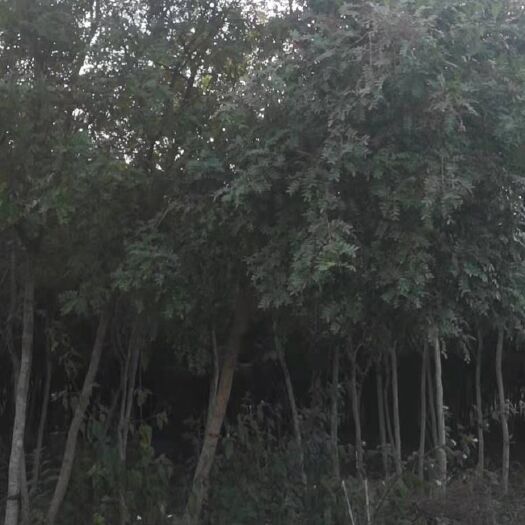 峨山县清香木 