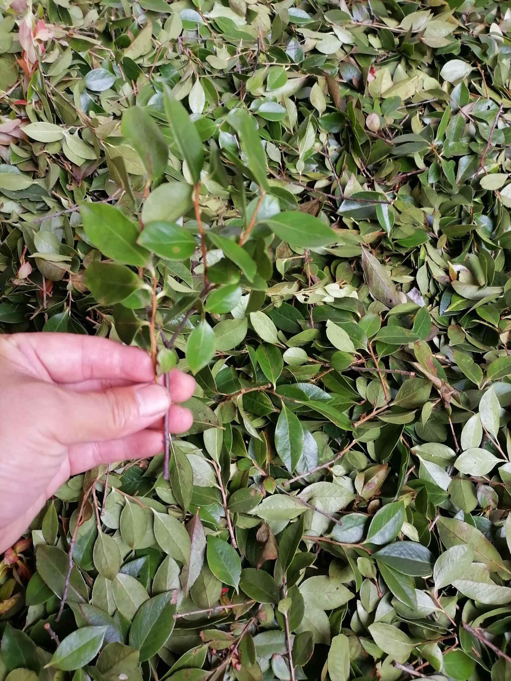 乌饭树砧木  乌米饭叶，南烛树叶，乌米粘木叶