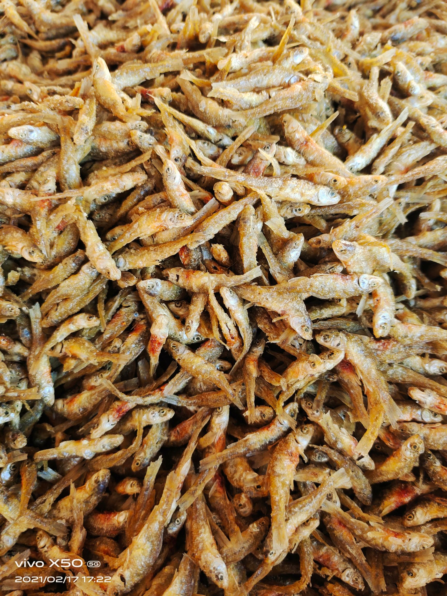 麦穗鱼干  油炸小鱼仔，小麦穗，现货供应