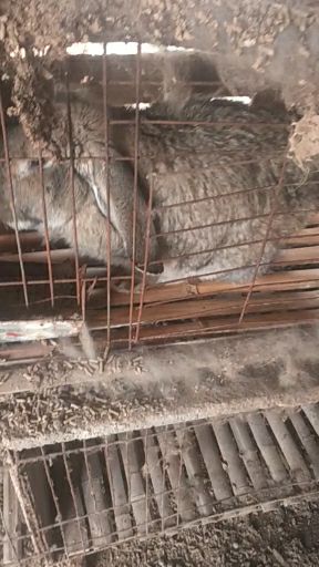 杂交兔  肉兔品种兔，肉兔种苗