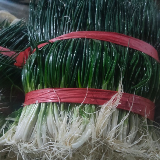 泸西县小葱，黑葱，白葱