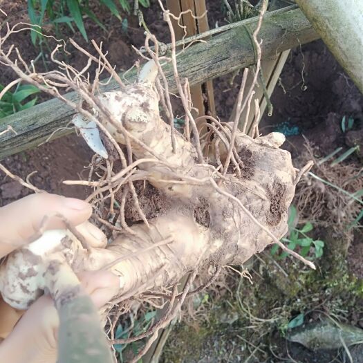 武胜县甜黄精 块 