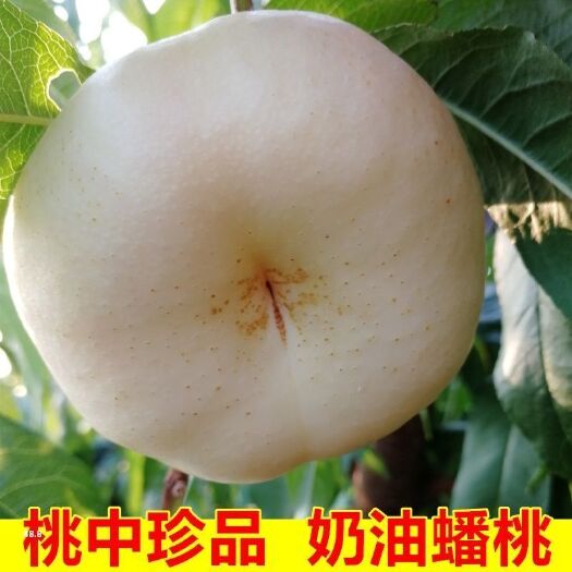 平邑县奶油白蟠桃树苗  正宗奶油蟠桃品种纯正