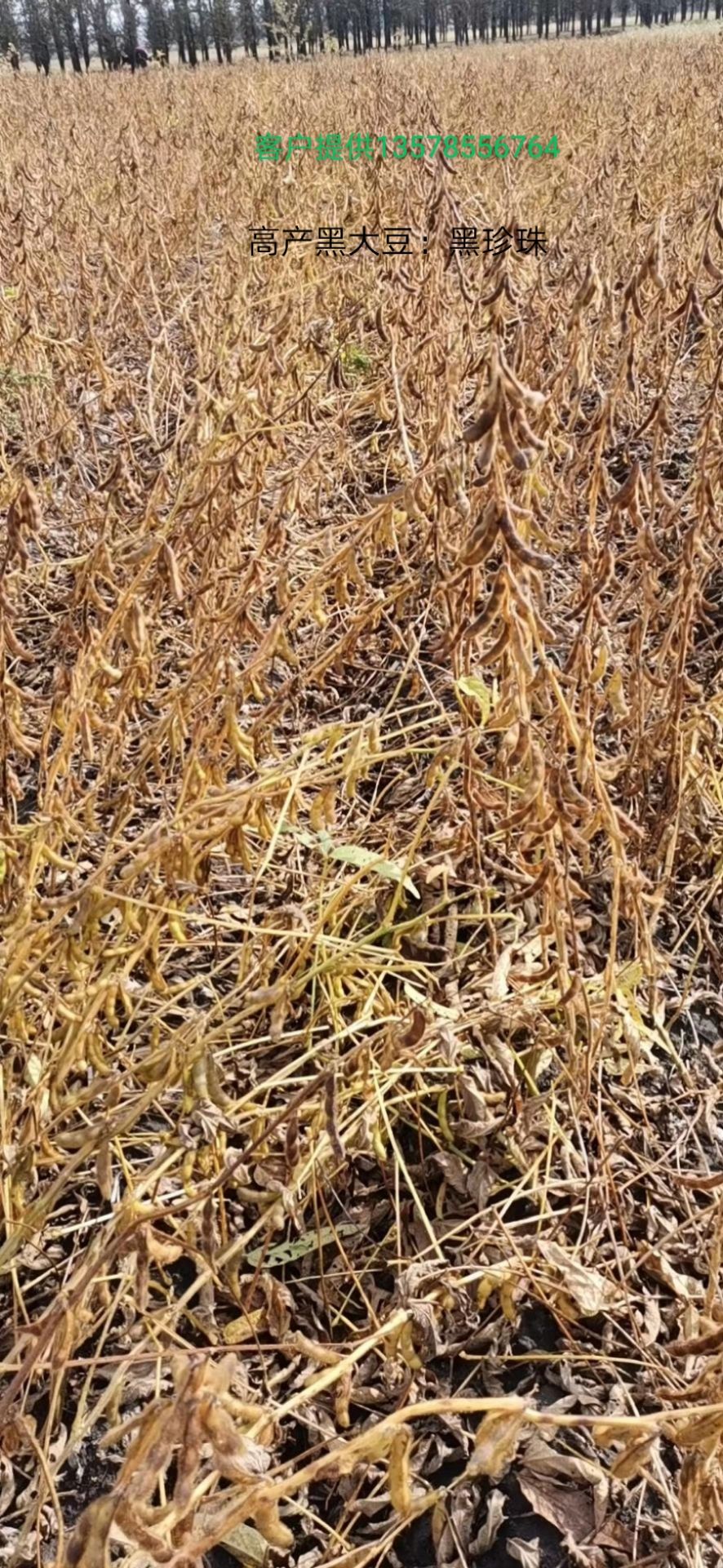 黄瓤黑大豆种子