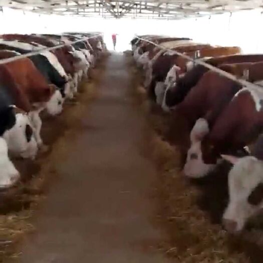  欢迎养殖朋友前来选购大小肉牛