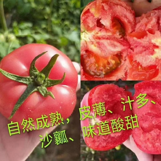 晋中普罗旺斯番茄  普罗旺斯水果番茄，富含多种维生素，果肉沙甜，无公害种植。