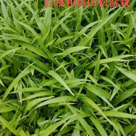 紫花白芨苗  白芨苗大别山紫花三叉白芨苗三年苗二年苗基地直供