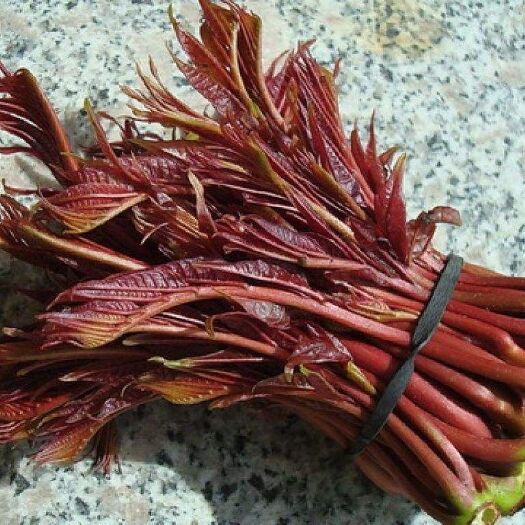 岚皋县红油香椿 天然香椿芽
