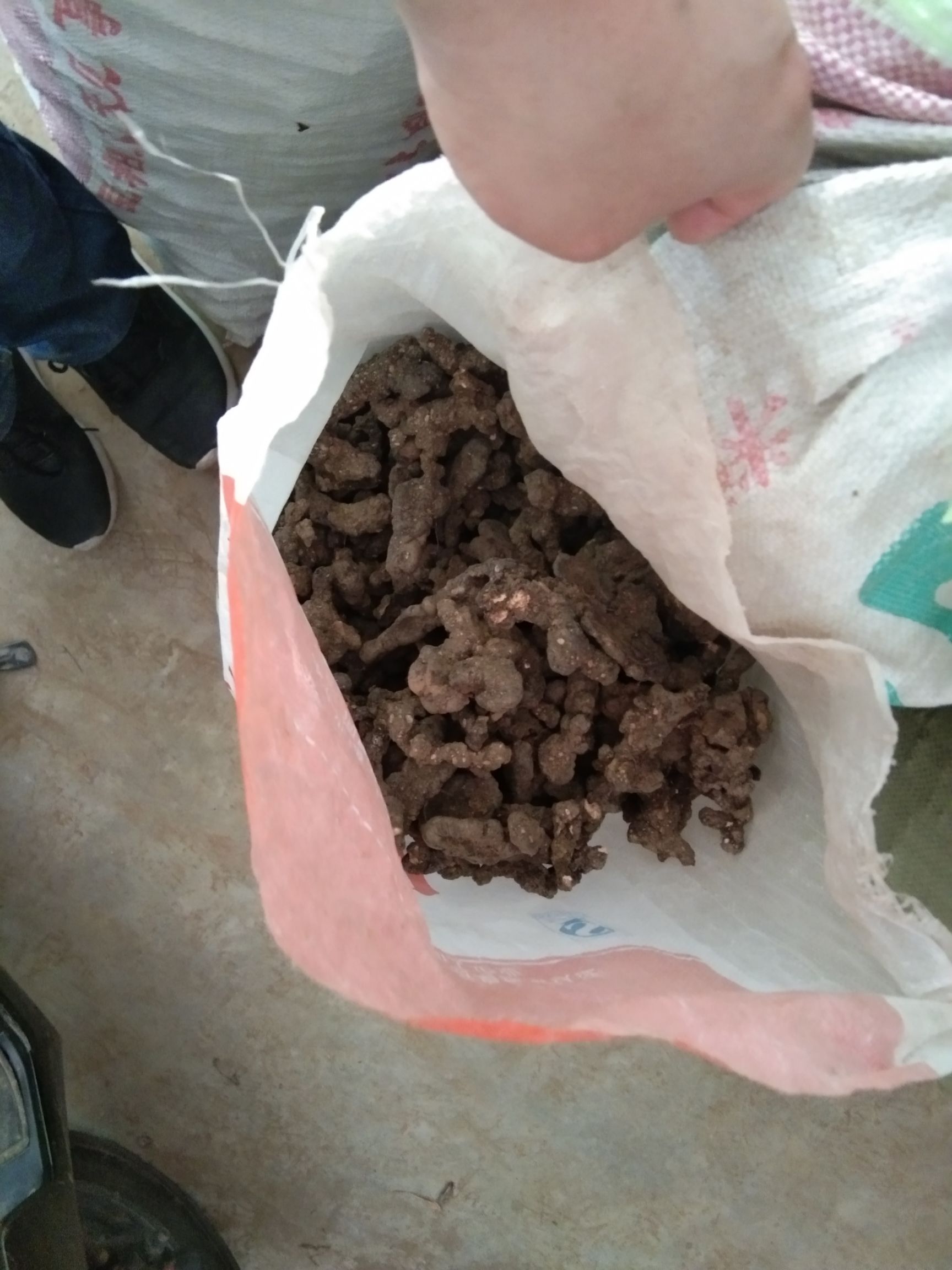 栾川山区大量出售现挖二代猪苓有需要的联系
