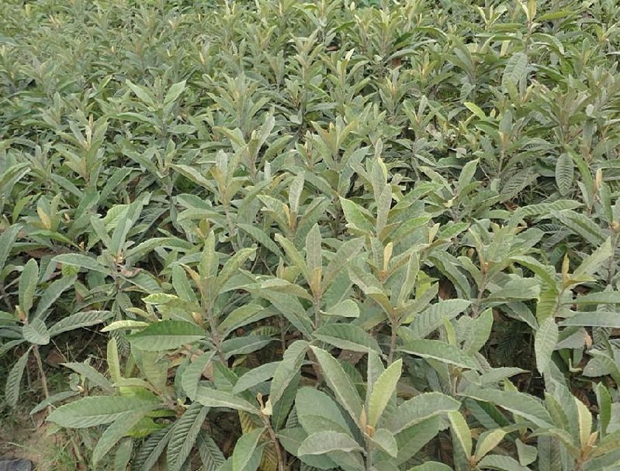 正宗大五星枇杷苗基地直发嫁接枇杷盆栽地栽南北方可种植