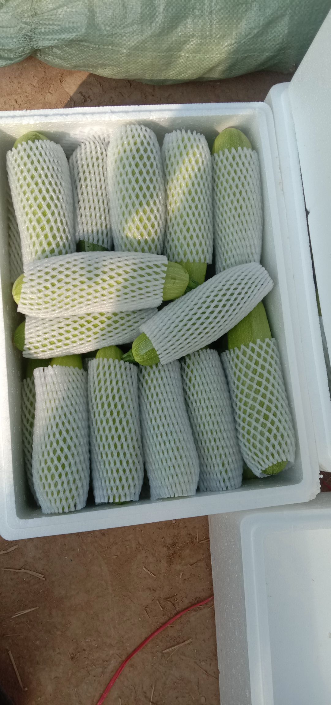 绿皮西葫芦 江西省赣州市石城县 0.5斤~1斤 