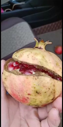 突尼斯软籽石榴树苗 扦插小苗