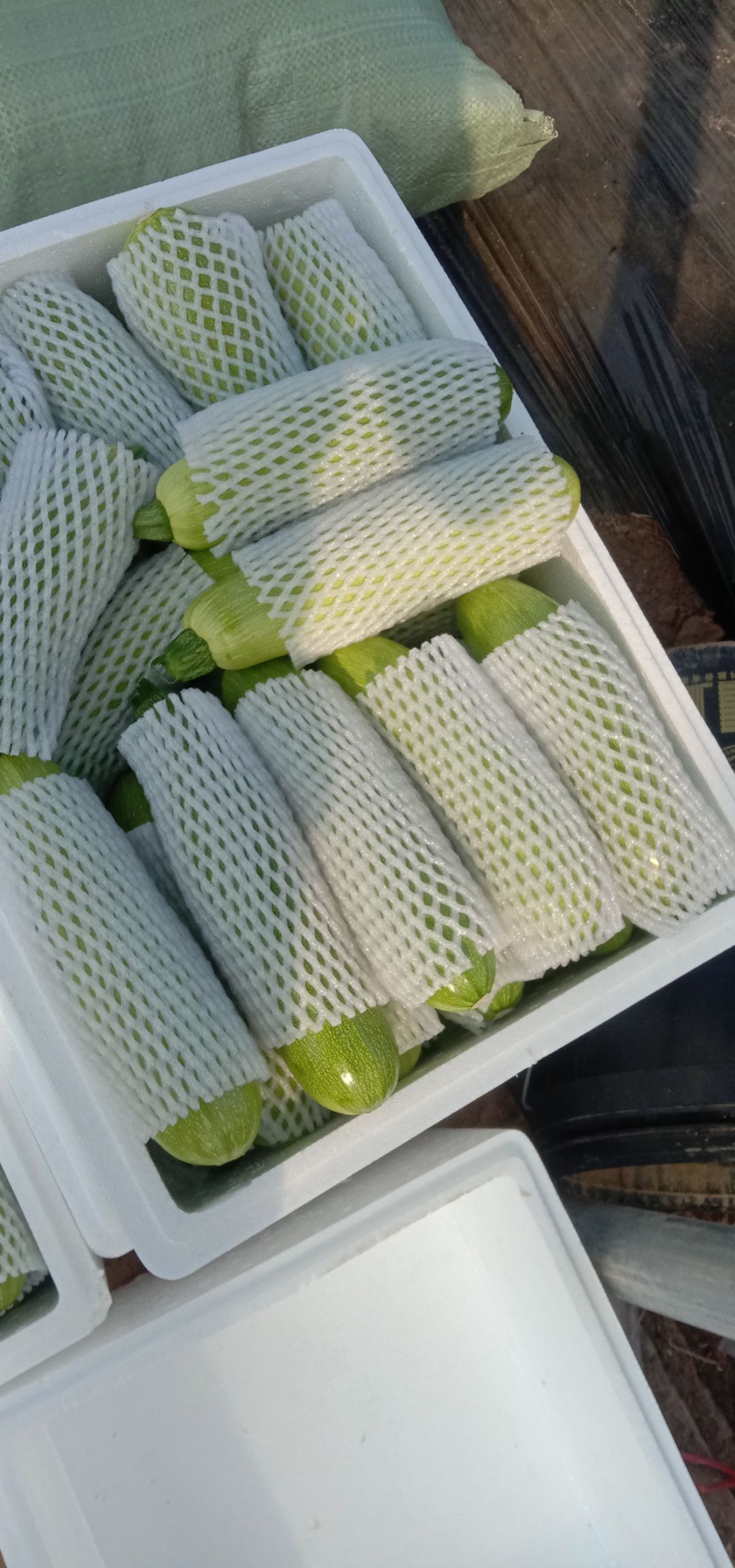 绿皮西葫芦 江西省赣州市石城县 0.5斤~1斤 