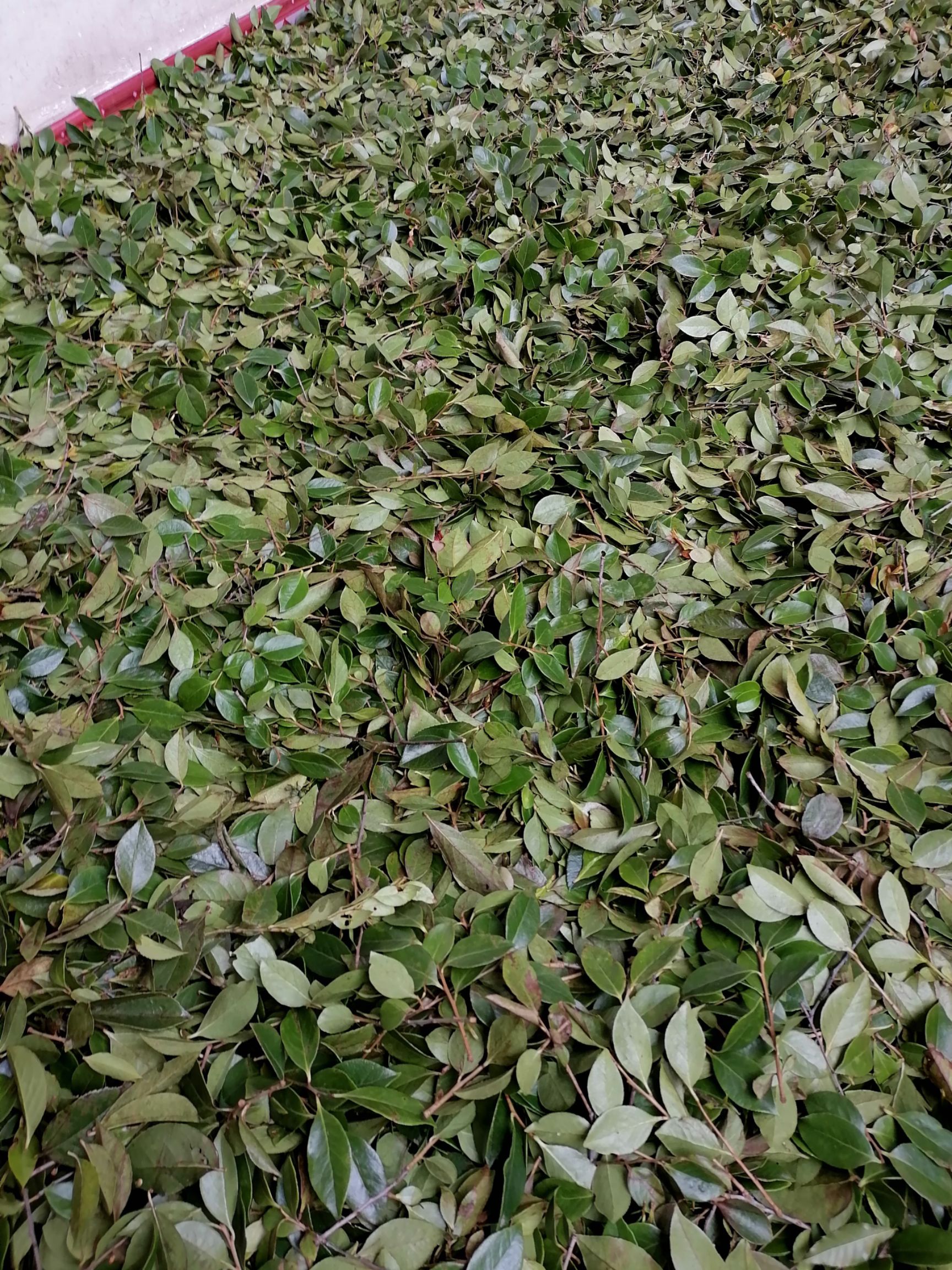 乌饭树砧木  乌米饭叶，南烛树叶，乌米粘木叶