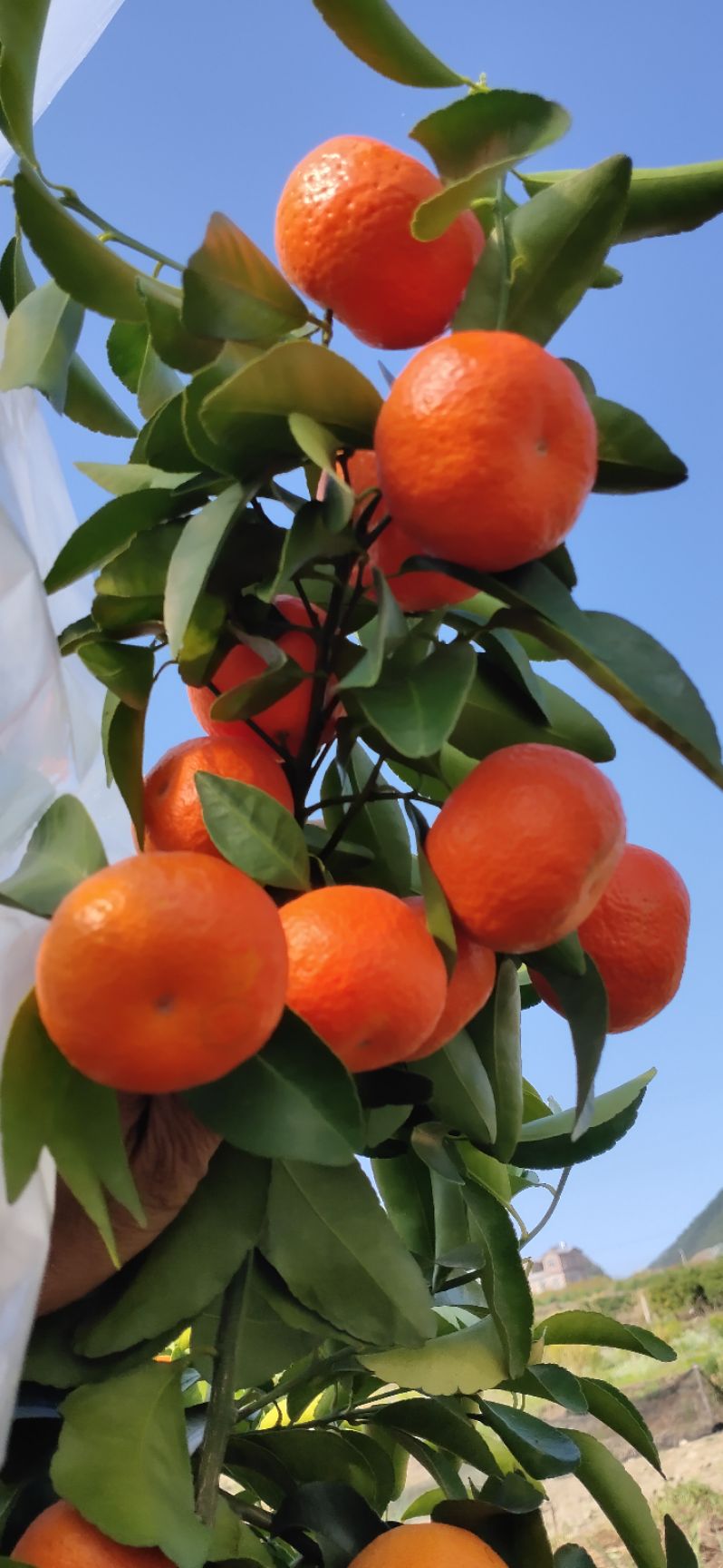 广西桂林恭城盖膜沙糖桔订园收百家果洗果打蜡一条龙