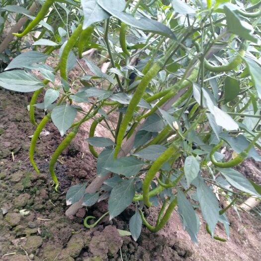 重庆市辣椒苗，野山椒苗，丝瓜苗，茄子苗，苦瓜苗，南瓜苗，西瓜苗，