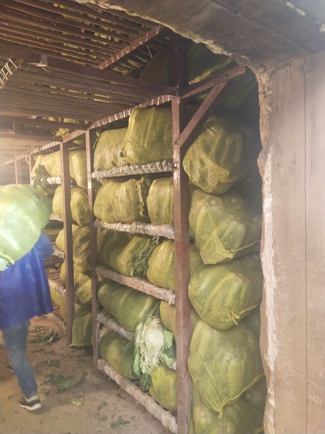  冷库青杂三号白菜大量供应酸菜厂  泡菜厂  市场  超市