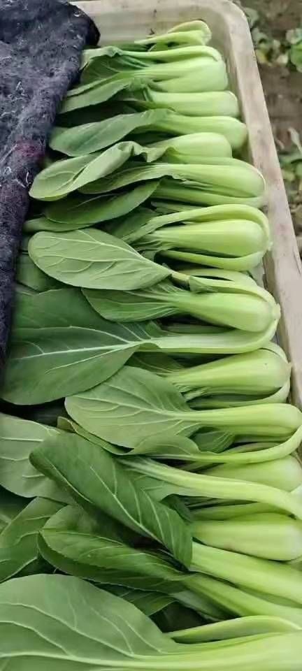 北京山油菜 