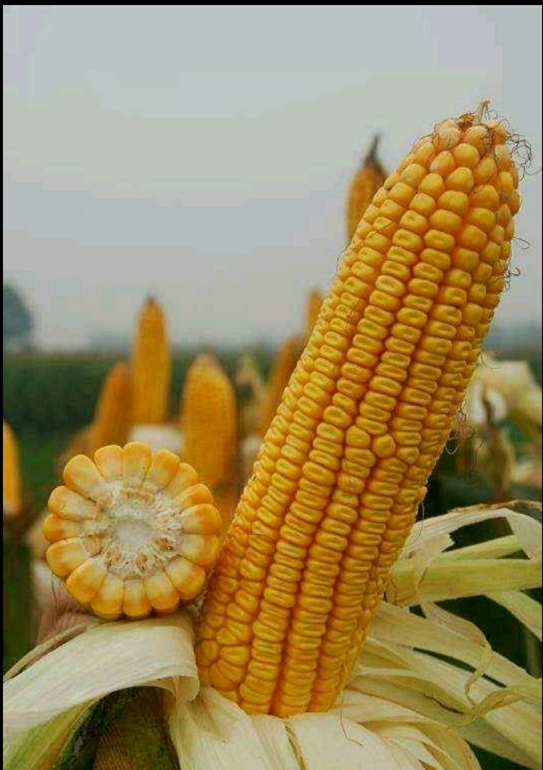 （热销）复合肥玉米专用控释肥复混有机元素80斤装 肥料通用型