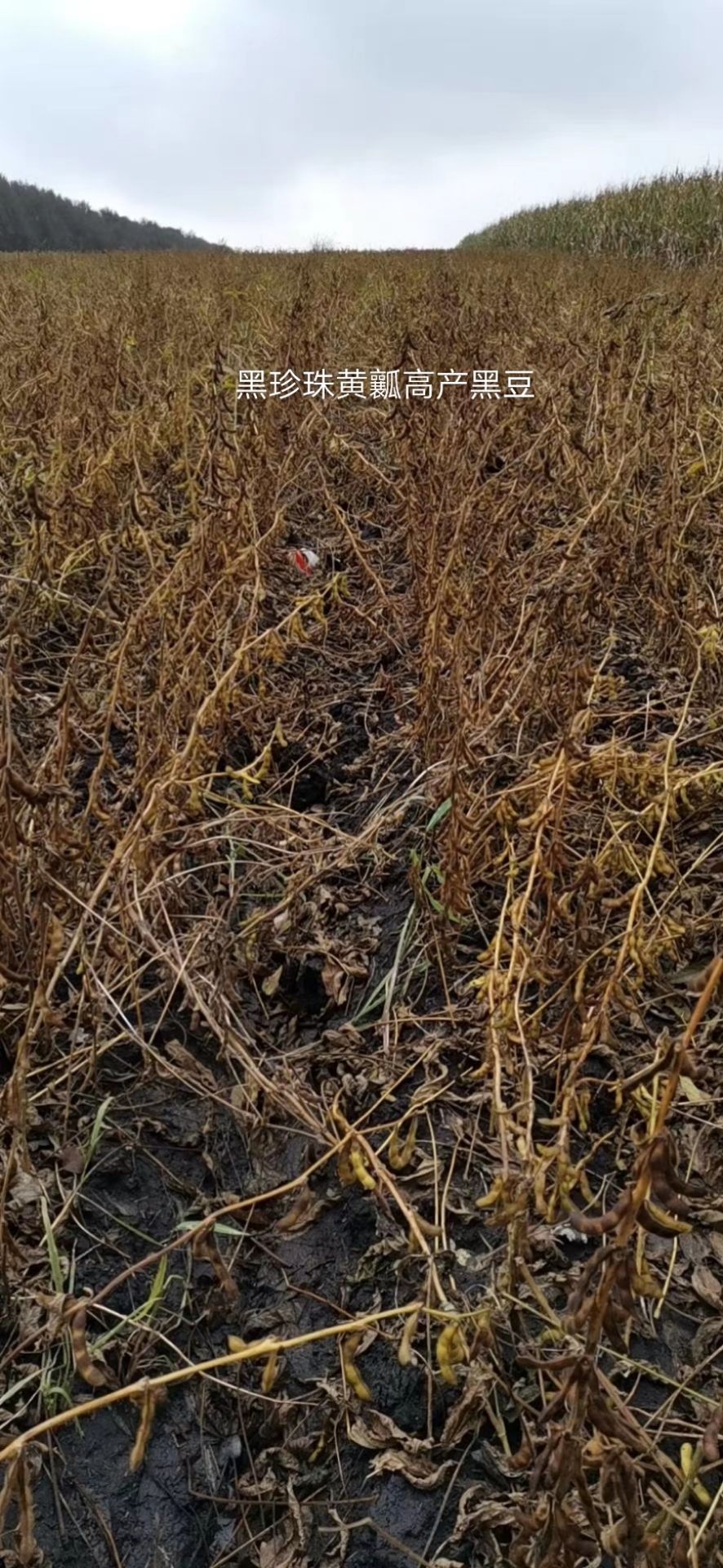 黄瓤黑大豆种子