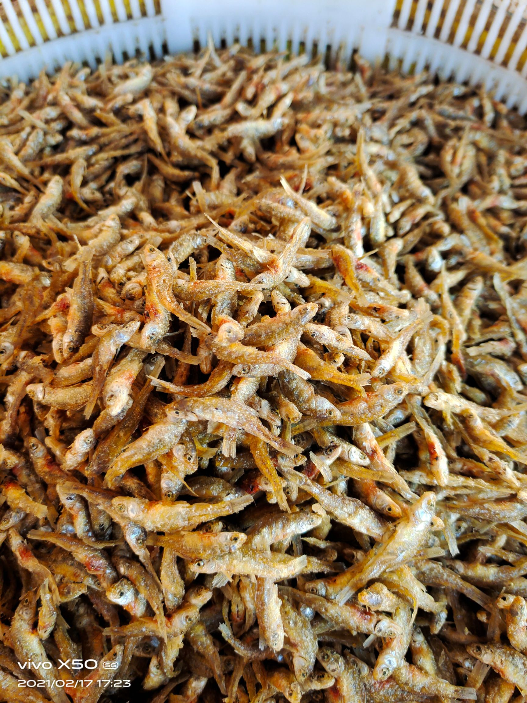 麦穗鱼干  油炸小鱼仔，小麦穗，现货供应