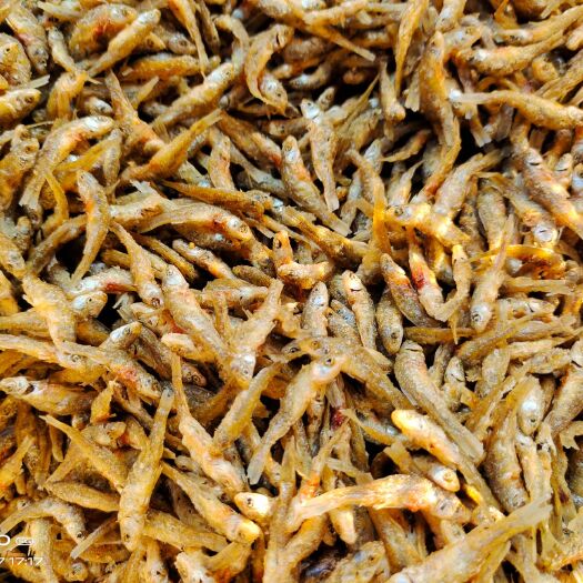 聊城麦穗鱼干  油炸小鱼仔，小麦穗，现货供应