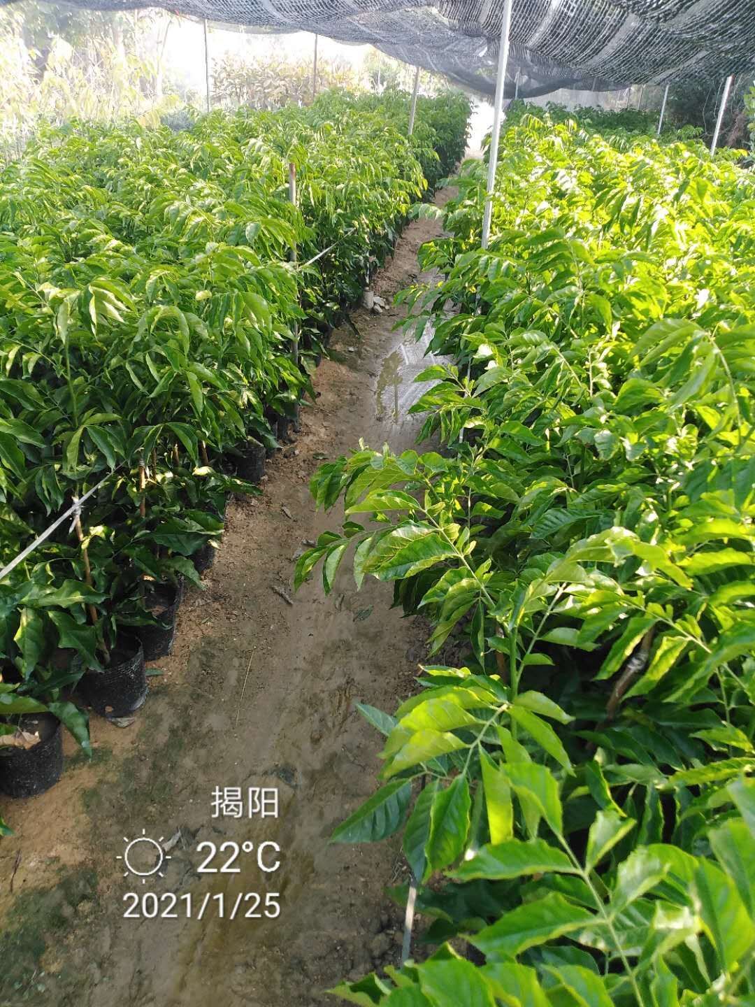 鸡心黄皮苗  鸡心黄皮果树，自家母树枝条嫁接