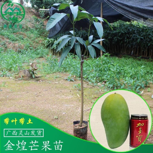 灵山县台农一号芒果苗  金煌芒果树苗嫁接苗贵妃芒象牙芒果苗南方