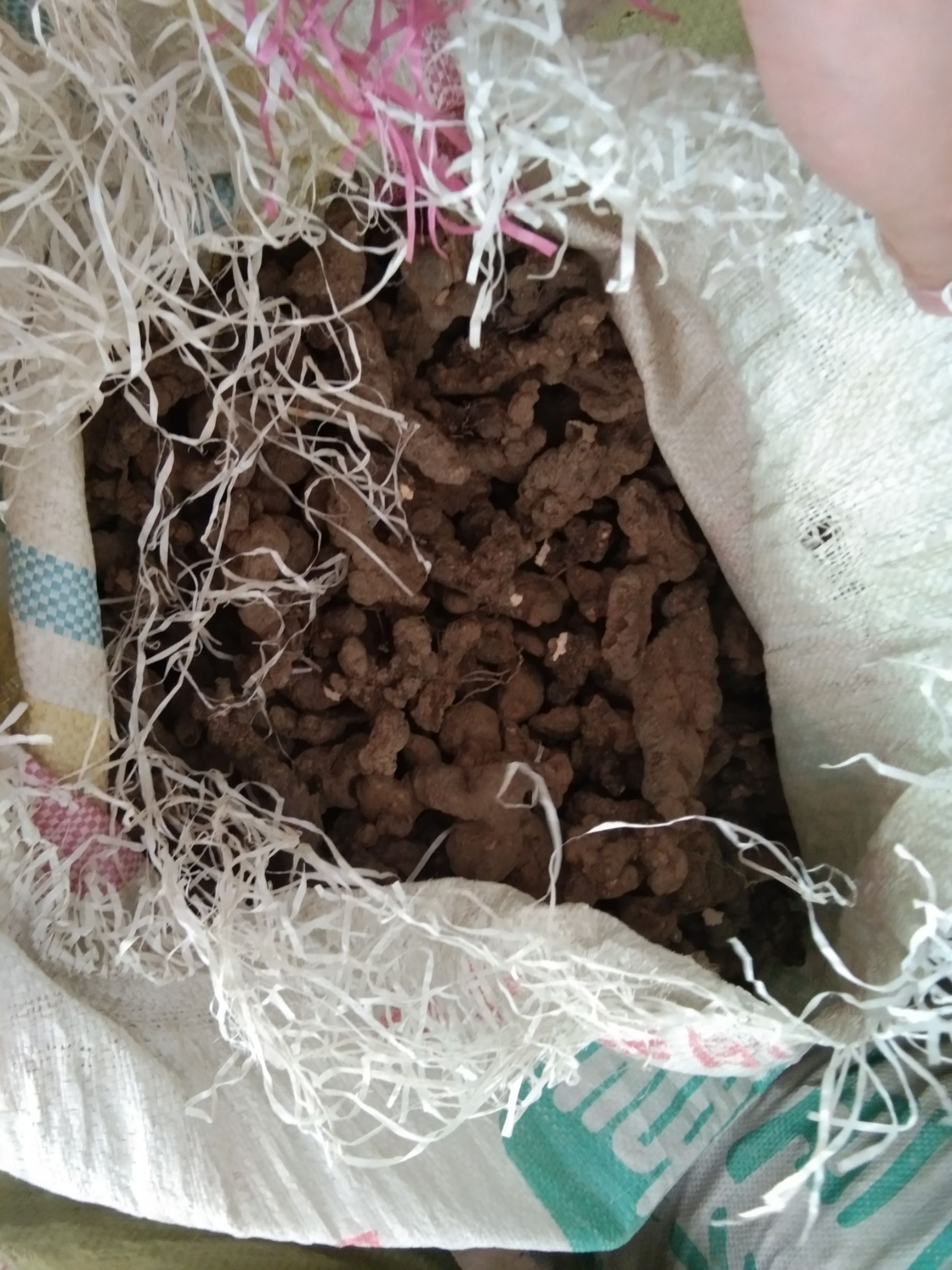 栾川山区大量出售现挖二代猪苓有需要的联系
