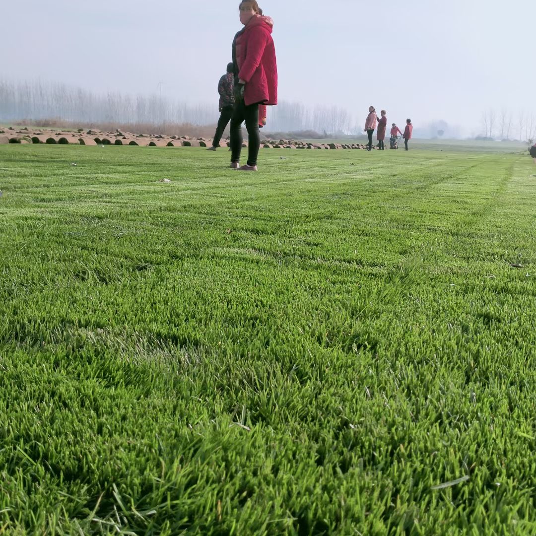 长期供应工地草坪马尼拉混播黑麦草早熟禾果岭草四季青低价供应