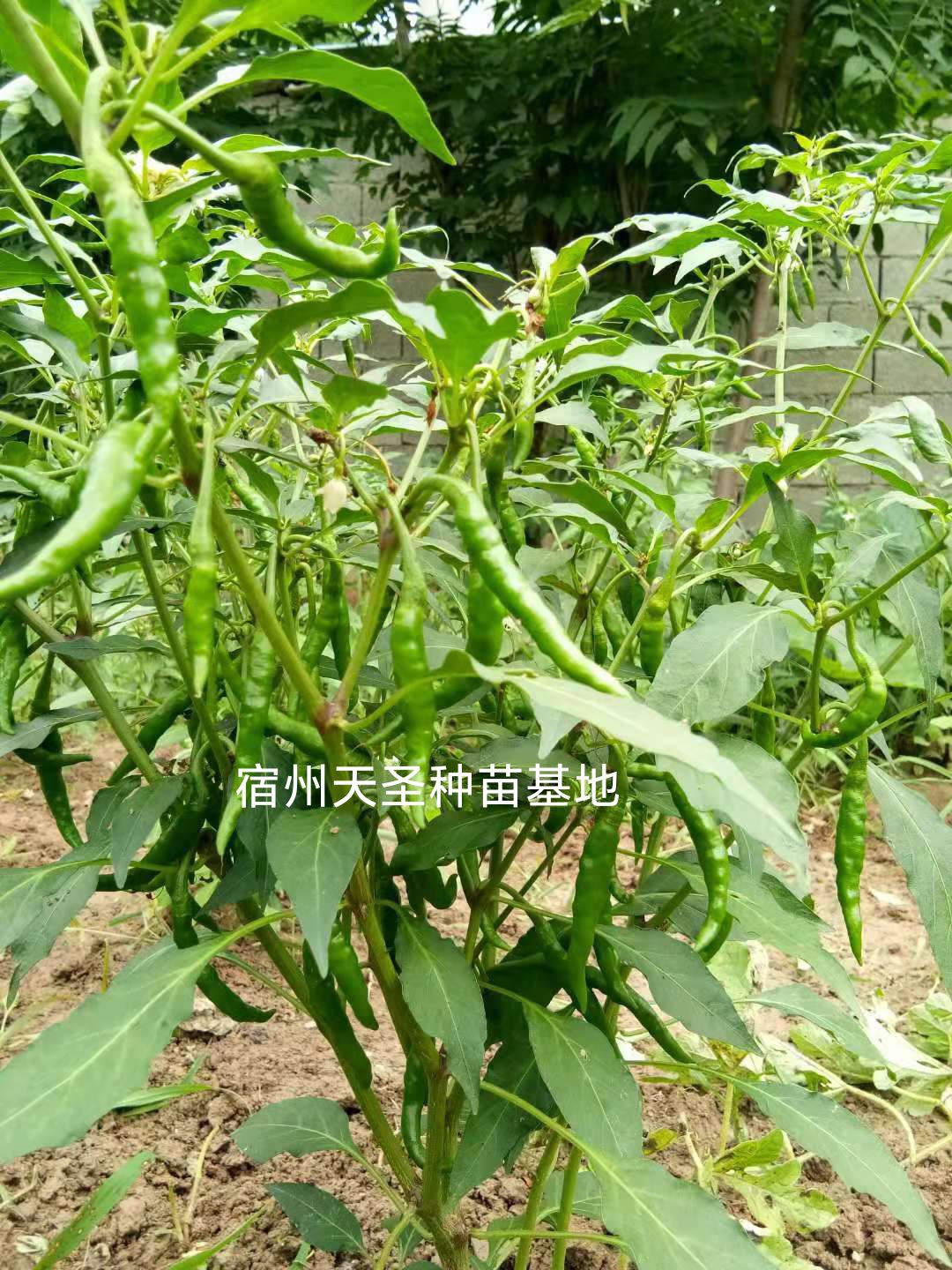 朝天椒苗  农家大棚育苗 连续做果力强 支持全国发货