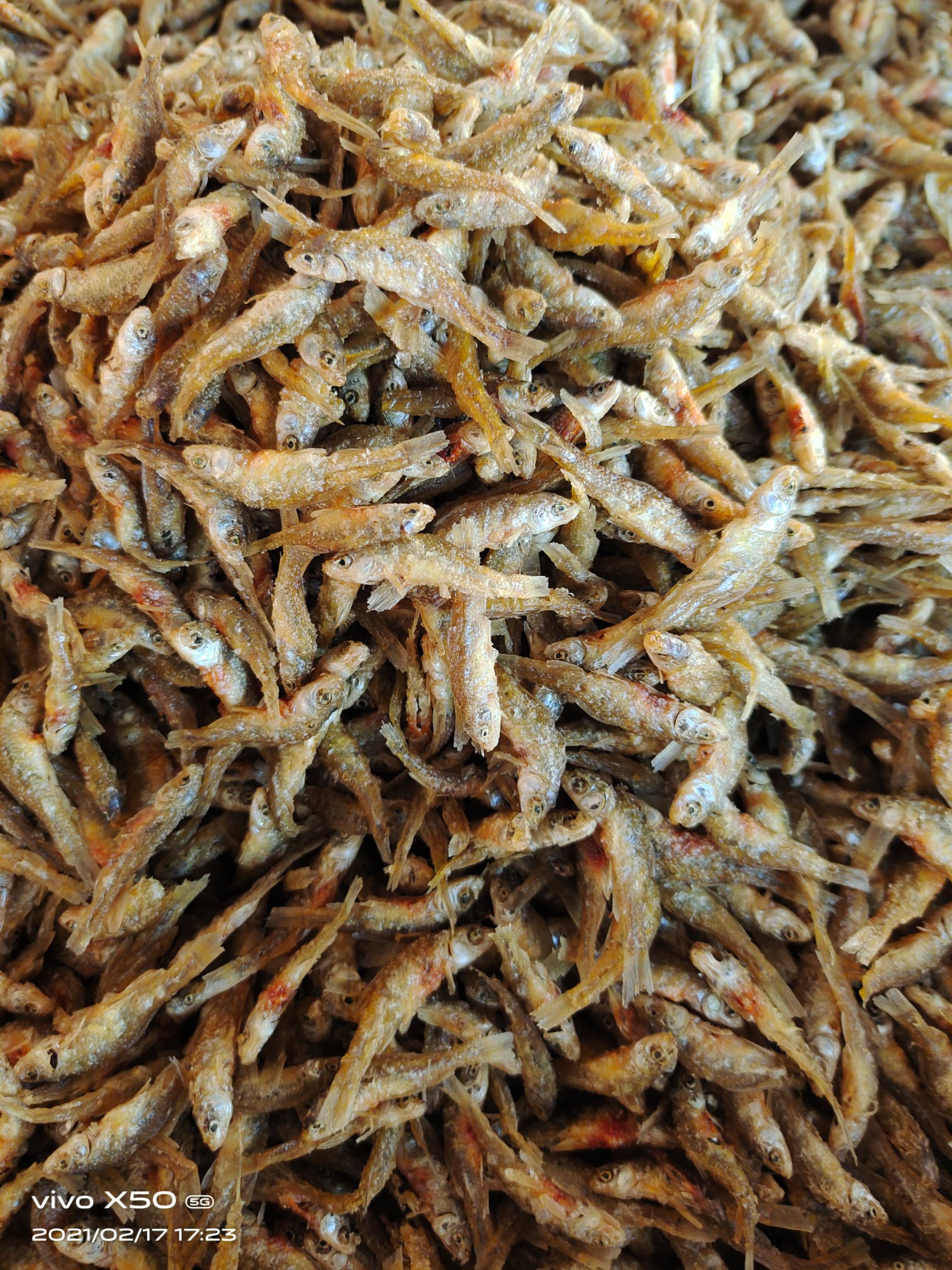 麦穗鱼干  油炸小鱼仔，小麦穗，现货供应