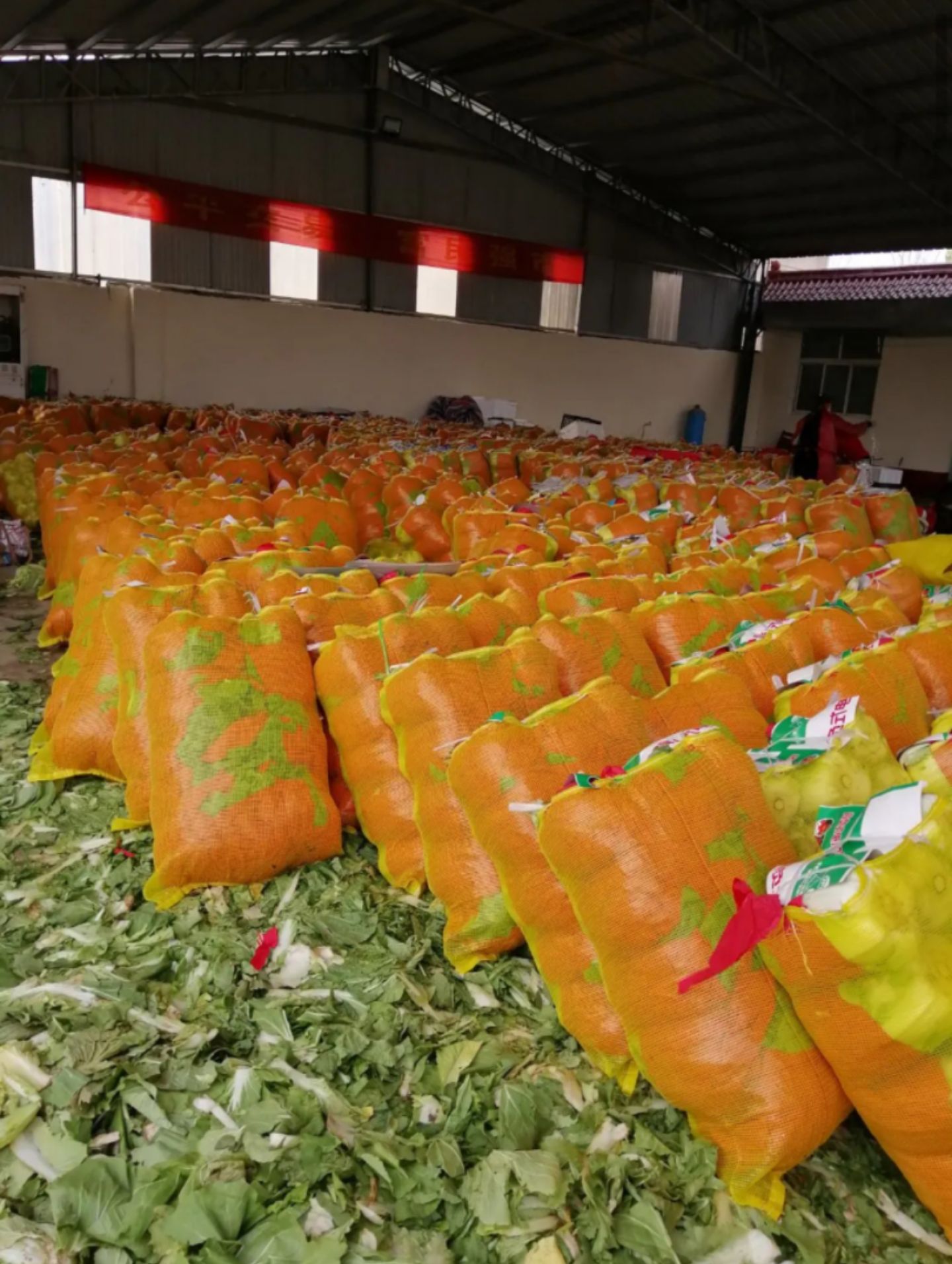 河北张家口张北县黄心大白菜种植产地批发