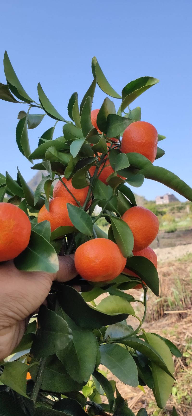 广西桂林恭城盖膜沙糖桔订园收百家果洗果打蜡一条龙