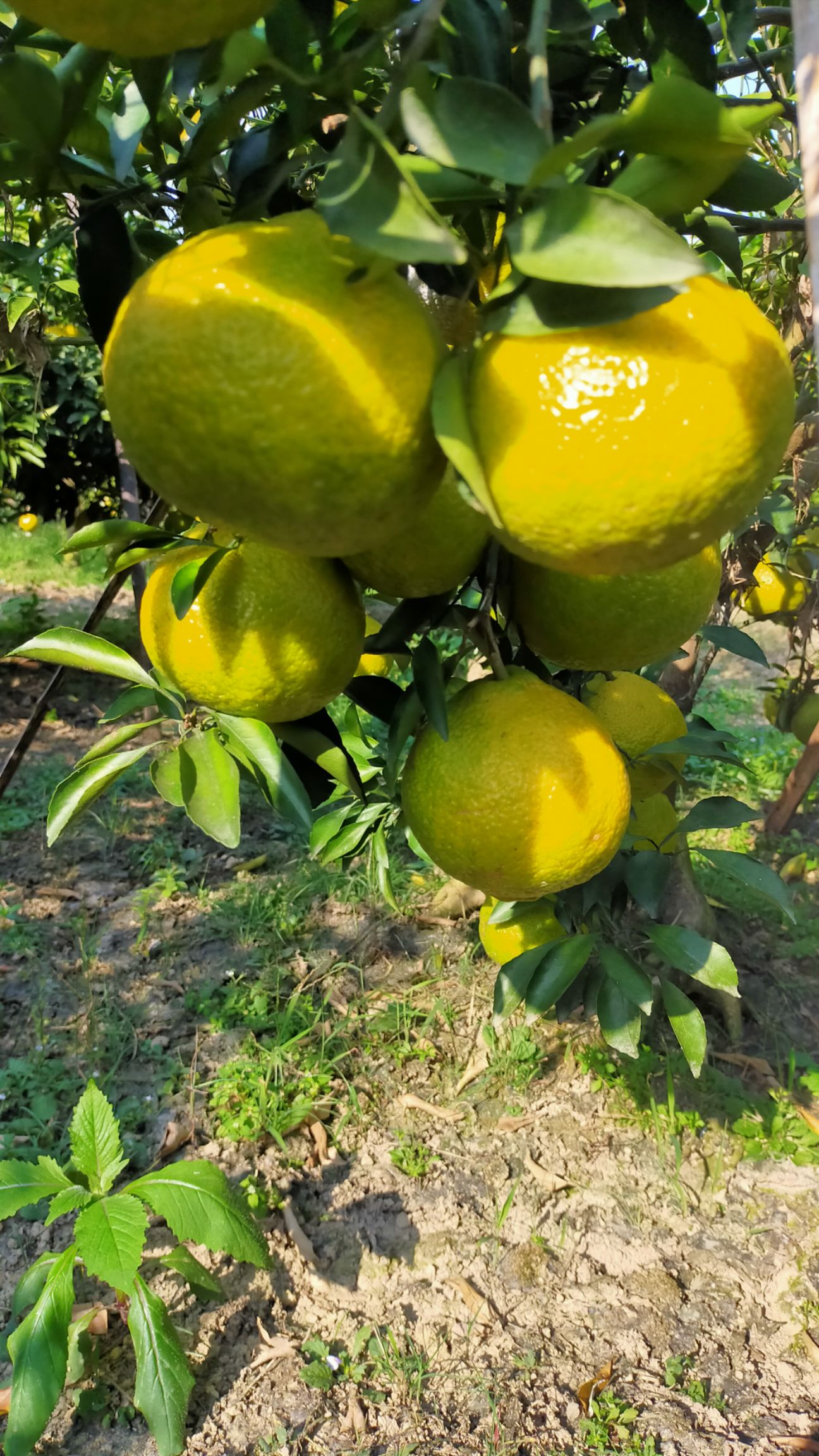 黄金柚树图片