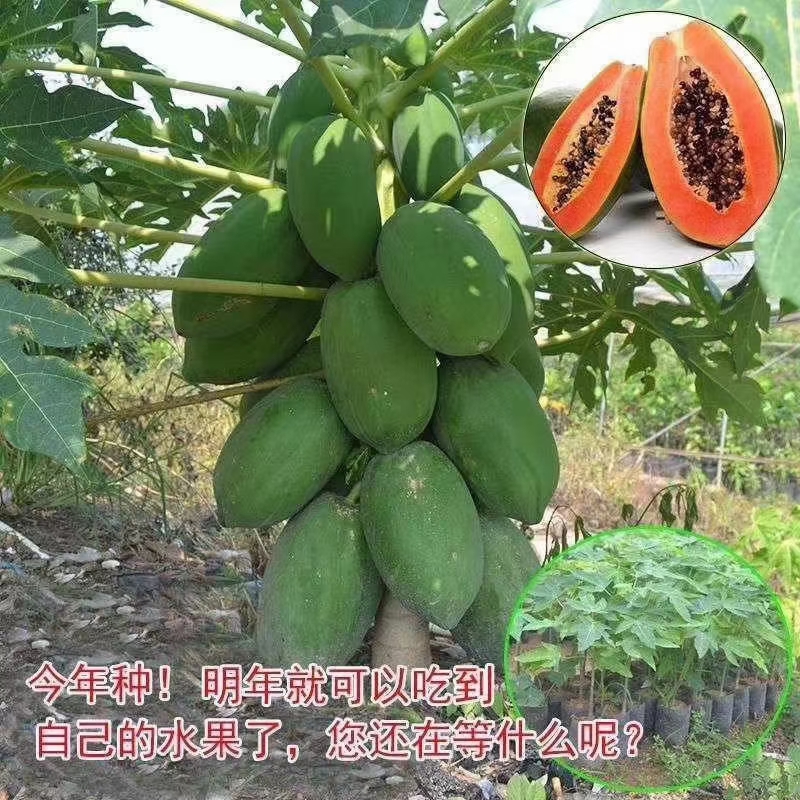 红心木瓜苗  红心牛奶木瓜苗、大青木瓜苗种植6个月可以结果