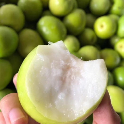 昆明鮮棗  【量價包郵】青棗清甜可口，無渣感，皮薄肉嫩，壞損包賠