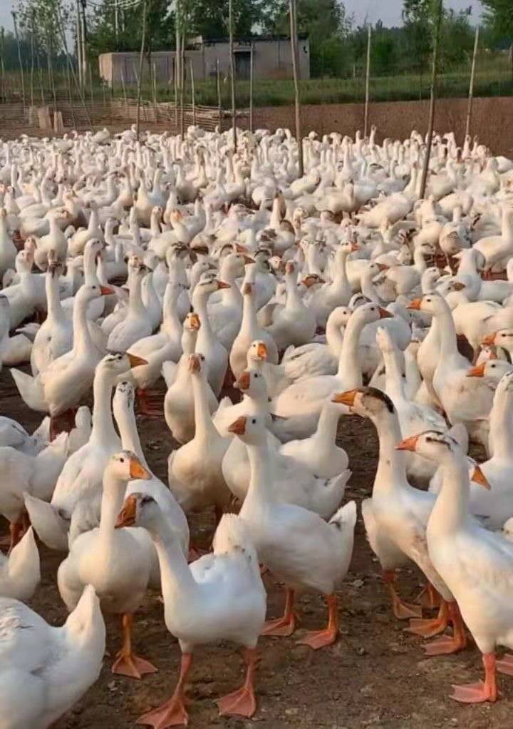 白鹅苗肥 灰鹅苗 三花苗 马岗苗 狮头鹅苗 泰州白 霍尔巴吉