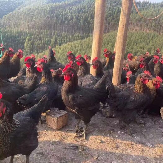 南宁黑鸡 黑五顼鸡，山林放养，均重4.2~4.5斤300起批