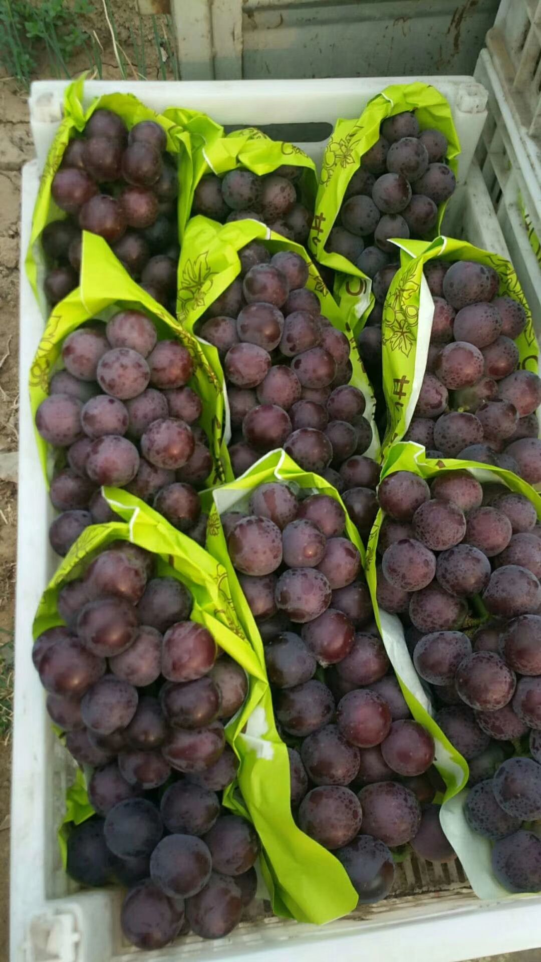 乒乓球葡萄  温室腾稔即将开始了，颜色鲜艳，口感甜，基地直供