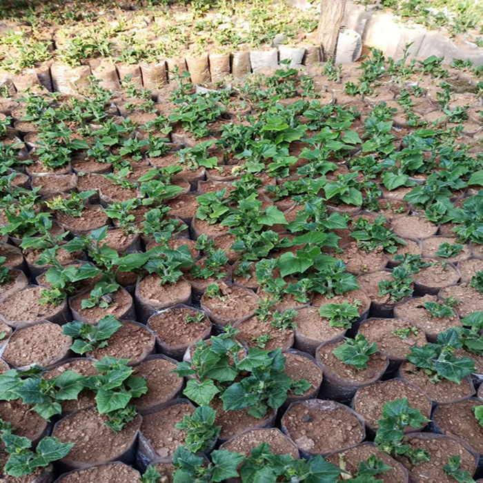 佛手瓜苗    基地直发  支持全国发货