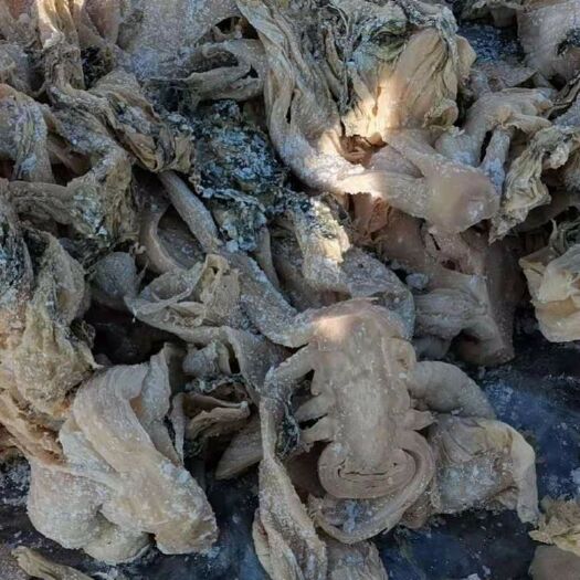 北流市梅干菜 北流特产六地坡梅菜