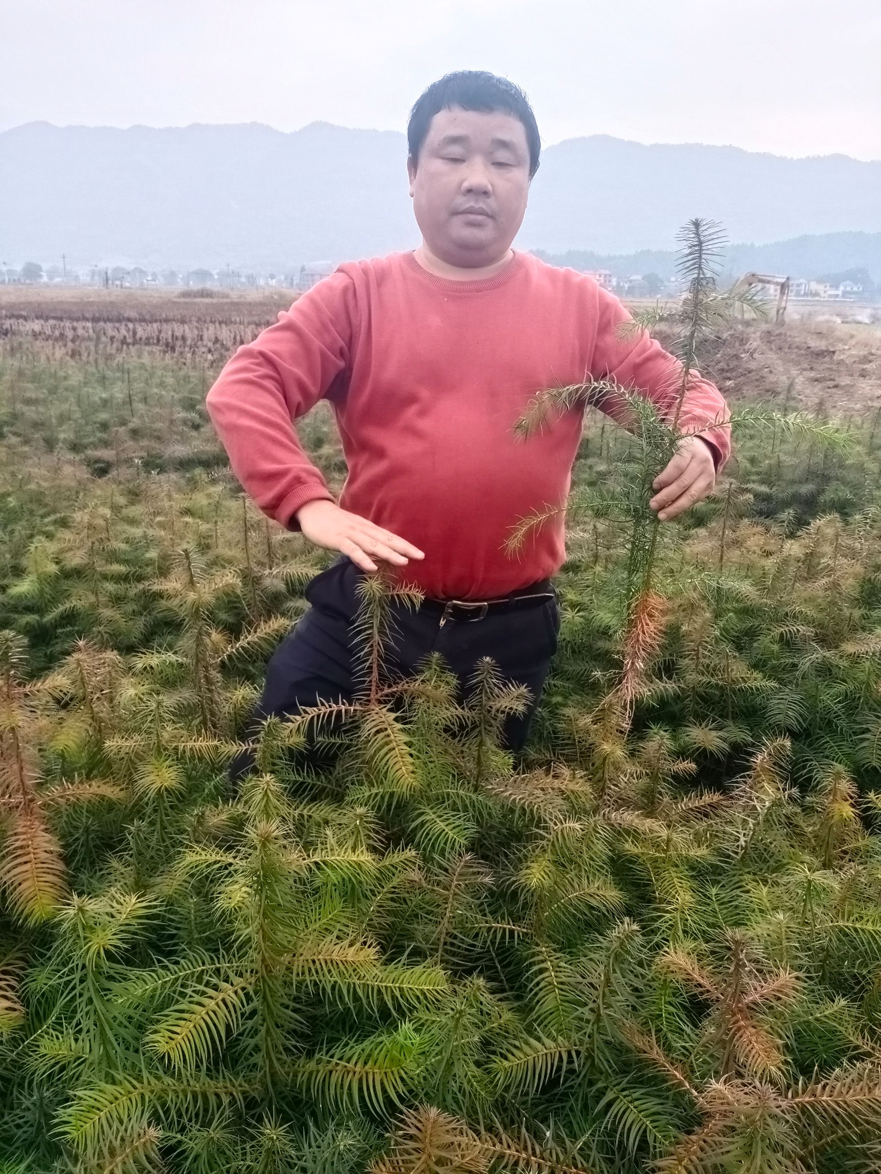 杉木树苗 优质一年生杉树苗
