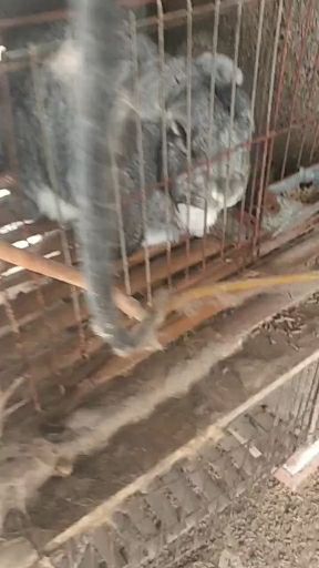 杂交兔  肉兔品种兔，肉兔种苗