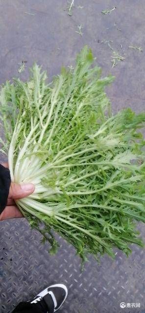 新民市沈阳法哈牛精品苦菊
