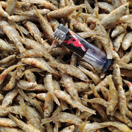 聊城麦穗鱼干  油炸小麦穗，现货供应