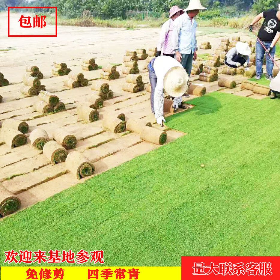 长期供应工地草坪马尼拉混播黑麦草早熟禾果岭草四季青低价供应