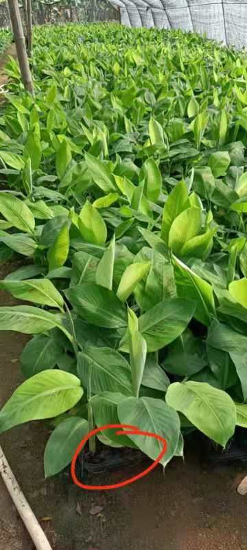 威廉斯B6香蕉苗  桂香一号蕉苗，粉蕉苗喜欢的，品种好