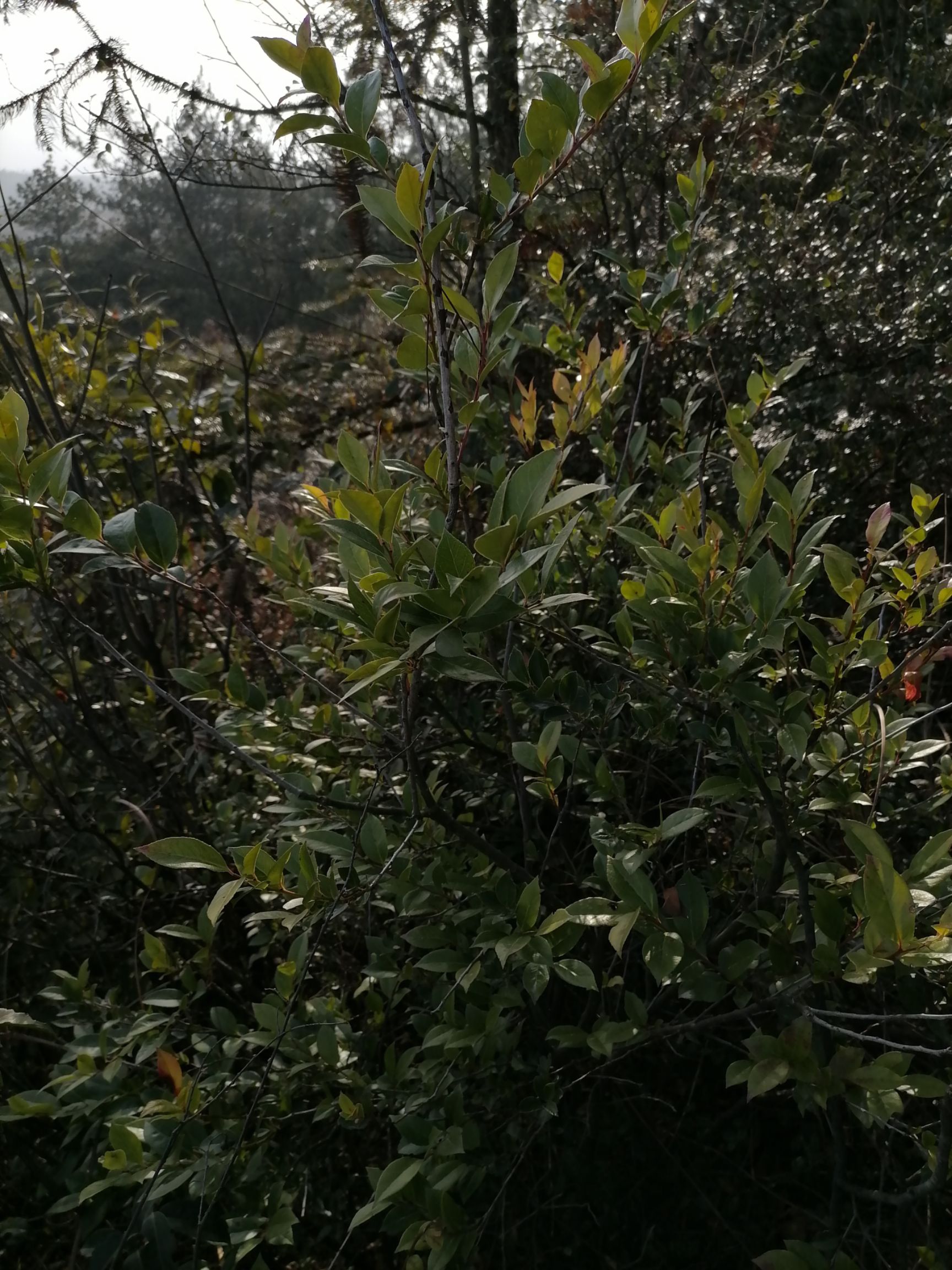 乌饭树砧木  乌米饭叶，南烛树叶，乌米粘木叶